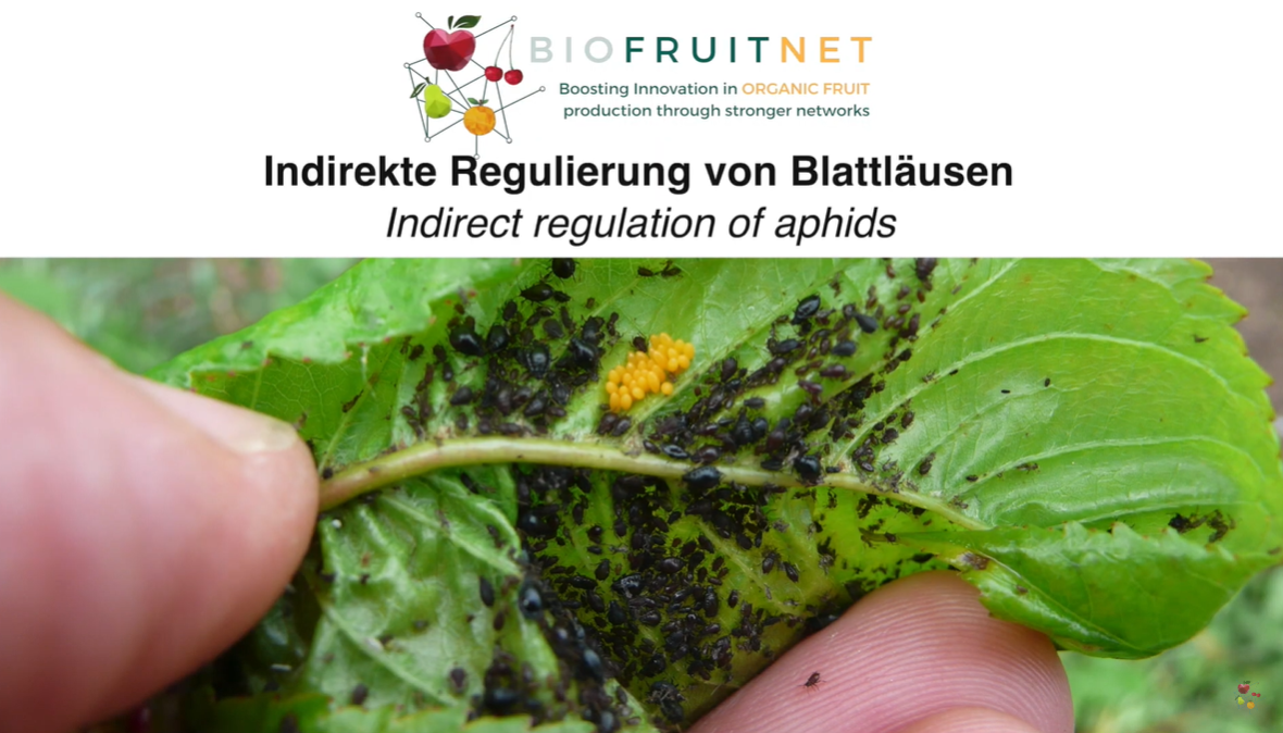 Organic Eprints How to control black cherry aphid (Myzus cerasi